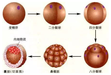 囊胚发育过程